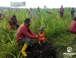 Ajarkan Gemar Menanam Sejak Dini, Perhutani Ajak Anak TK ke Hutan