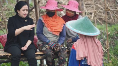 Ikut Tanam Bawang di Nganjuk, Puan Dicurhati Banyak Petani Gadaikan Sertifikat Tanah