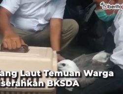 Elang Laut Temuan Warga Diserahkan ke BSDA