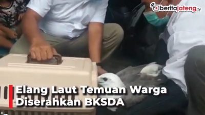 Elang Laut Temuan Warga Diserahkan ke BSDA