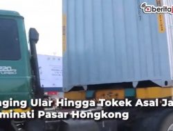 Daging Ular Hingga Tokek Asal Jateng Diminati Pasar Hongkong