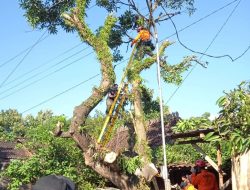 Seorang Kakek di Jepara Tewas Tersengat Listrik Saat Tebang Pohon