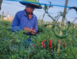 Harga Cabai Ditingkat Petani Naik, Petani di Blora Merasa Untung