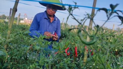 Harga Cabai Ditingkat Petani Naik, Petani di Blora Merasa Untung
