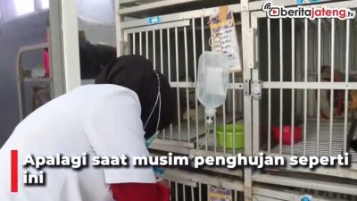[Video] Musim Hujan, Hewan Peliharaan Rentan Kena Flu