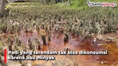 [Video] Minyak Mentah Cemari Sawah, Warga Tuntut Ganti Rugi ke Pertamina