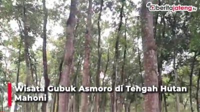 [Video] Wisata Gubug Asmoro di Tengah Hutan Mahoni