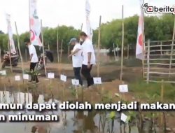 [Video] Selain Cegah Abrasi, Mangrove Bisa Diolah jadi Makanan dan Minuman