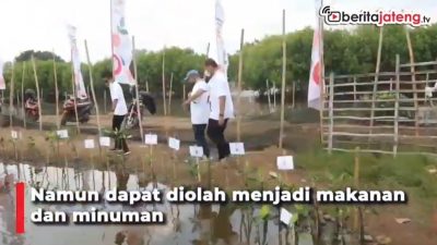 [Video] Selain Cegah Abrasi, Mangrove Bisa Diolah jadi Makanan dan Minuman