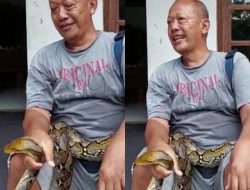 Warga Tambakaji Semarang Tangkap Ular Piton Sepanjang Tiga Meter