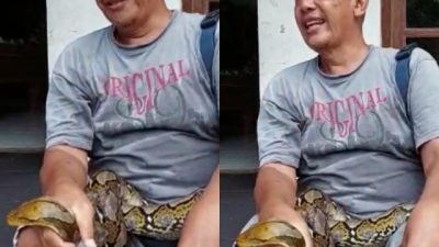 Warga Tambakaji Semarang Tangkap Ular Piton Sepanjang Tiga Meter