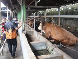Empat Sapi di Semarang Terjangkit PMK, Dispertan Beri Pengobatan dan Isolasi Ternak