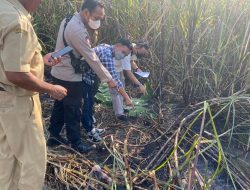Penemuan Mayat Terbakar di Lahan Tebu Hebohkan Warga Todanan Blora