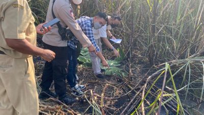 Penemuan Mayat Terbakar di Lahan Tebu Hebohkan Warga Todanan Blora