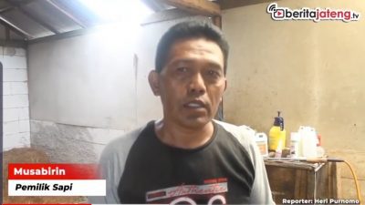 [Video] Positif PMK, 3 Sapi di Blora Dikarantina