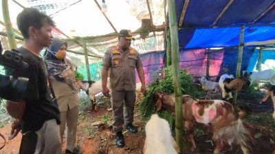 Banyak Penjual Hewan Kurban Di Semarang Belum Kantongi SKKH