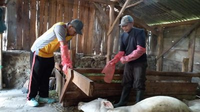 Warga Blora Geger, Tiga Sapi Mati Mendadak Diduga Akibat PMK