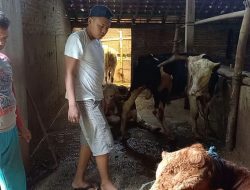 Kota Semarang Dapat 100 Dosis Vaksin PMK dari Pemprov Jateng
