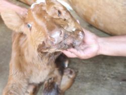 Viral Video Anak Sapi Bermata Tiga dan Mulut Dua Menggemparkan Warga Blora