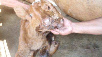 Viral Video Anak Sapi Bermata Tiga dan Mulut Dua Menggemparkan Warga Blora