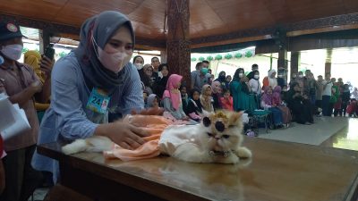 Serunya Lomba Fashion Show Kucing di Blora