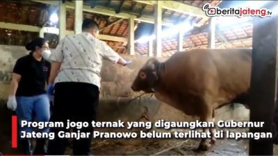 [Video] 10.375 Ternak di Jateng Suspect PMK