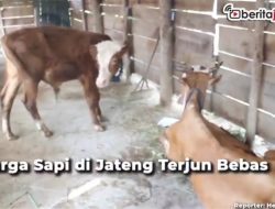 [Video] PMK Mewabah, Harga Sapi di Jateng Terjun Bebas