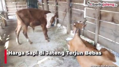 [Video] PMK Mewabah, Harga Sapi di Jateng Terjun Bebas