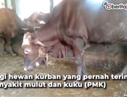 [Video] Warga Disarankan Potong Hewan Kurban di RPH
