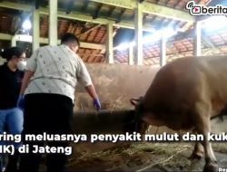 [Video] Polisi Turun Tangan Atasi PMK di Jateng