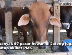 [Video] Daging Ternak Kena PMK Dijual, Polisi Turun Tangan