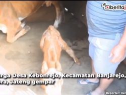 [Video] Sapi Bermata Tiga Gemparkan Warga Blora