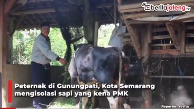 [Video] Peternak Terapkan Lockdown Cegah Penularan PMK