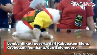 [Video] Seru, Lomba Fashion Show Kucing di Blora