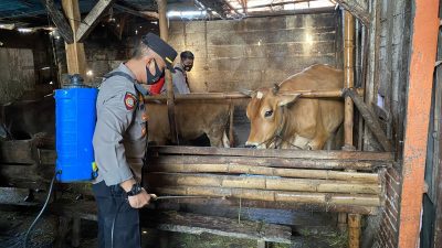 Petugas Gabungan Semprotkan Disinfektan ke Kandang Sapi Warga Jelang Idul Adha