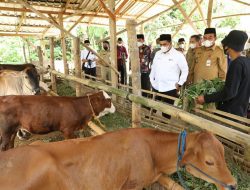 Masyarakat Diminta Segera Beli Hewan Kurban Antisipasi Kendala Kesehatan Hewan