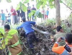 Petugas Damkar Blora Evakuasi Dua Ular Sanca yang Meresahkan Warga