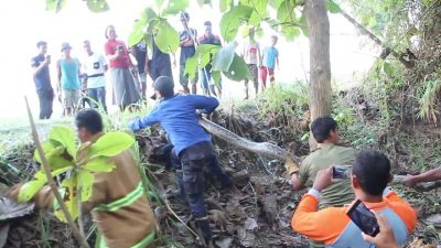 Petugas Damkar Blora Evakuasi Dua Ular Sanca yang Meresahkan Warga