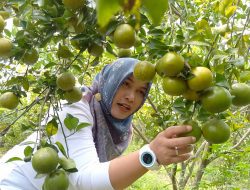 Wisata Petik Buah Jeruk di Blora Ramai Pengunjung