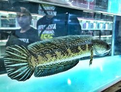 Pecinta Ikan Snakehead Gelar Kompetisi Semarang Amis Jilid Empat Tingkat Nasional