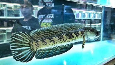 Pecinta Ikan Snakehead Gelar Kompetisi Semarang Amis Jilid Empat Tingkat Nasional