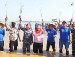 12.000 Mangrove Ditanam di Pantai Mangunharjo Semarang