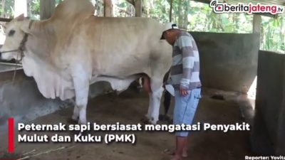 [Video] Cegah PMK, Peternak Rajin Mandikan Sapi