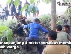 [Video] Mangsa Ternak Warga, Dua Ular Sanca Dievakuasi