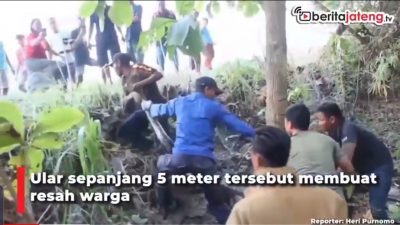 [Video] Mangsa Ternak Warga, Dua Ular Sanca Dievakuasi
