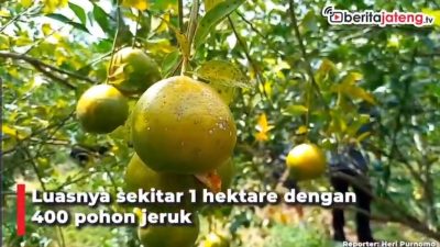 [Video] Serunya Wisata Petik Jeruk di Blora