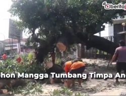 [Video] Pohon Mangga Tumbang Timpa Angkot, Dua Luka