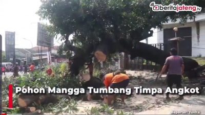 [Video] Pohon Mangga Tumbang Timpa Angkot, Dua Luka