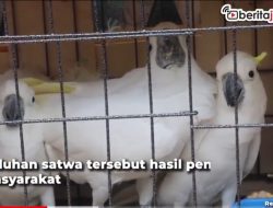 [Video] 10 Ekor Burung Liar Dipulangkan ke Papua Barat