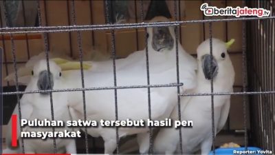 [Video] 10 Ekor Burung Liar Dipulangkan ke Papua Barat
